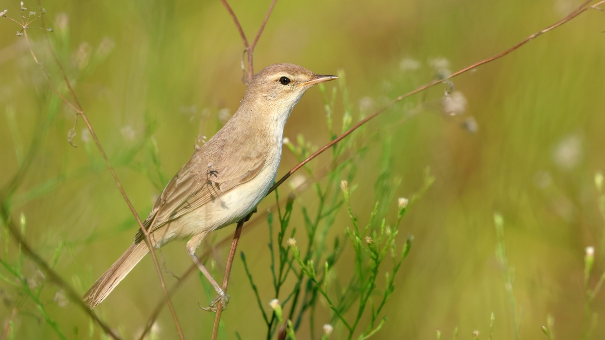 Booted Warbler - ML623246683