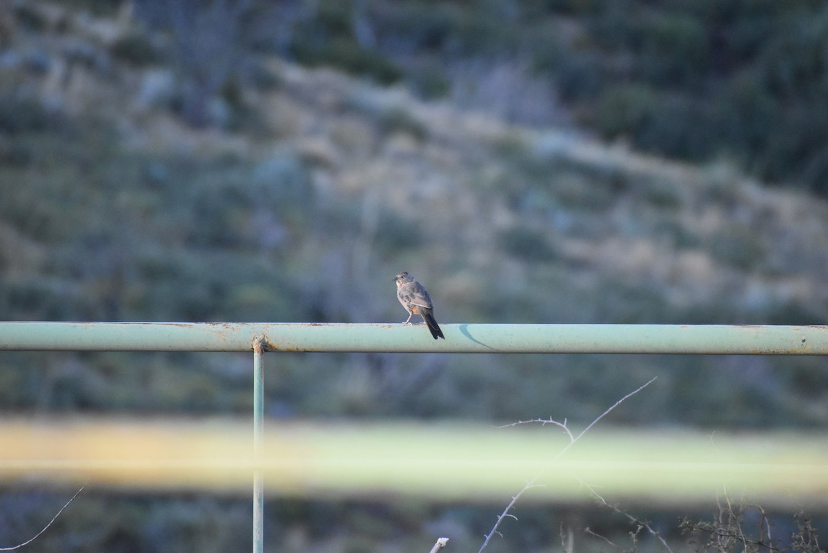 Canyon Towhee - Veronica Vasquez