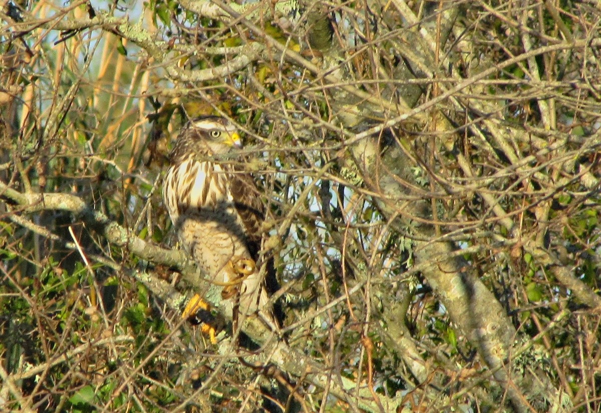 Roadside Hawk - ML623246694