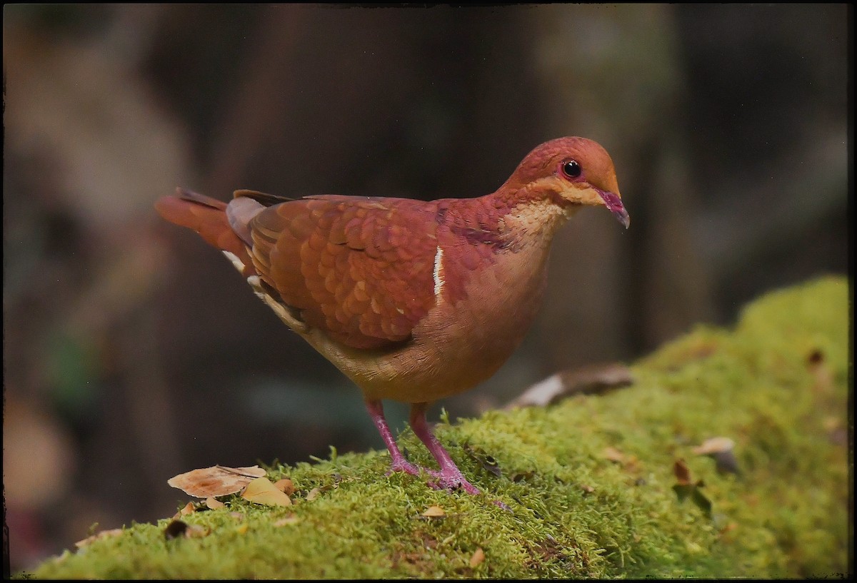 Ruddy Quail-Dove - ML623246747