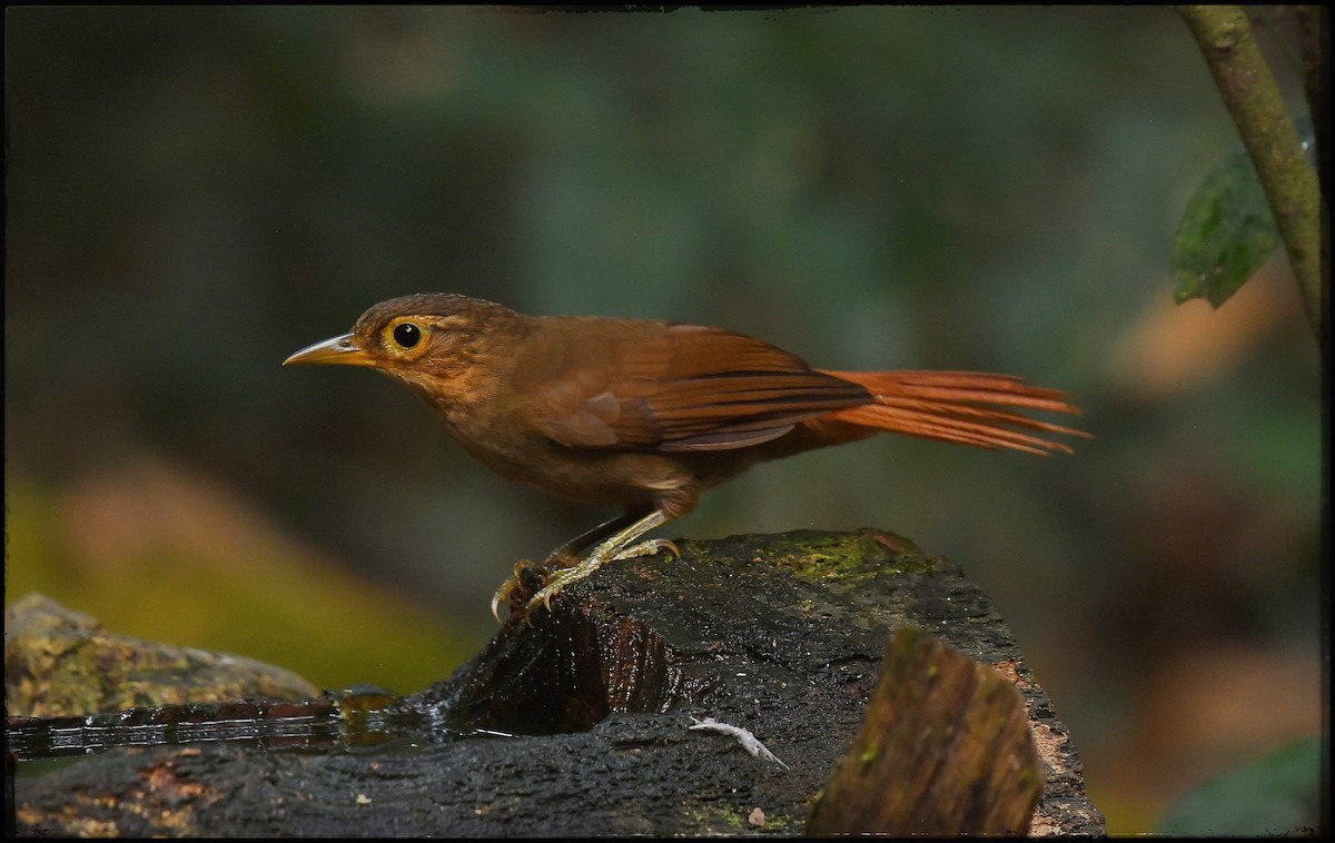 Ochre-throated Foliage-gleaner - Beto Guido Méndez