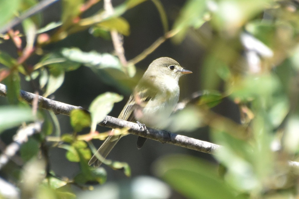 Willow Flycatcher - ML623246814