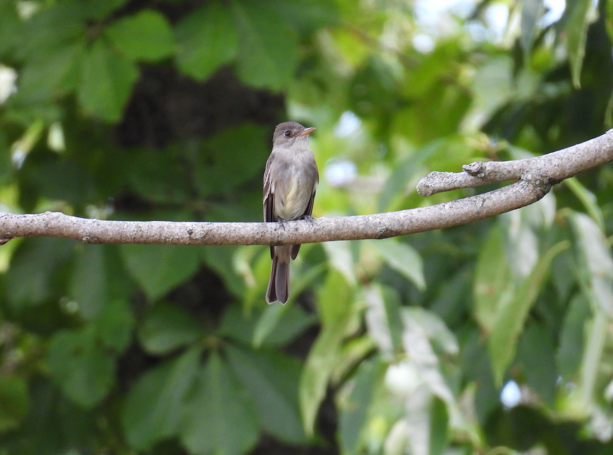 Eastern Wood-Pewee - ML623246818