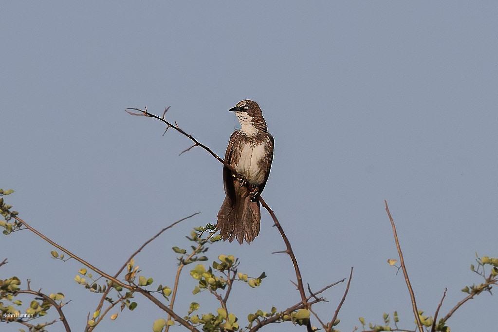 Northern Pied-Babbler - ML623246836