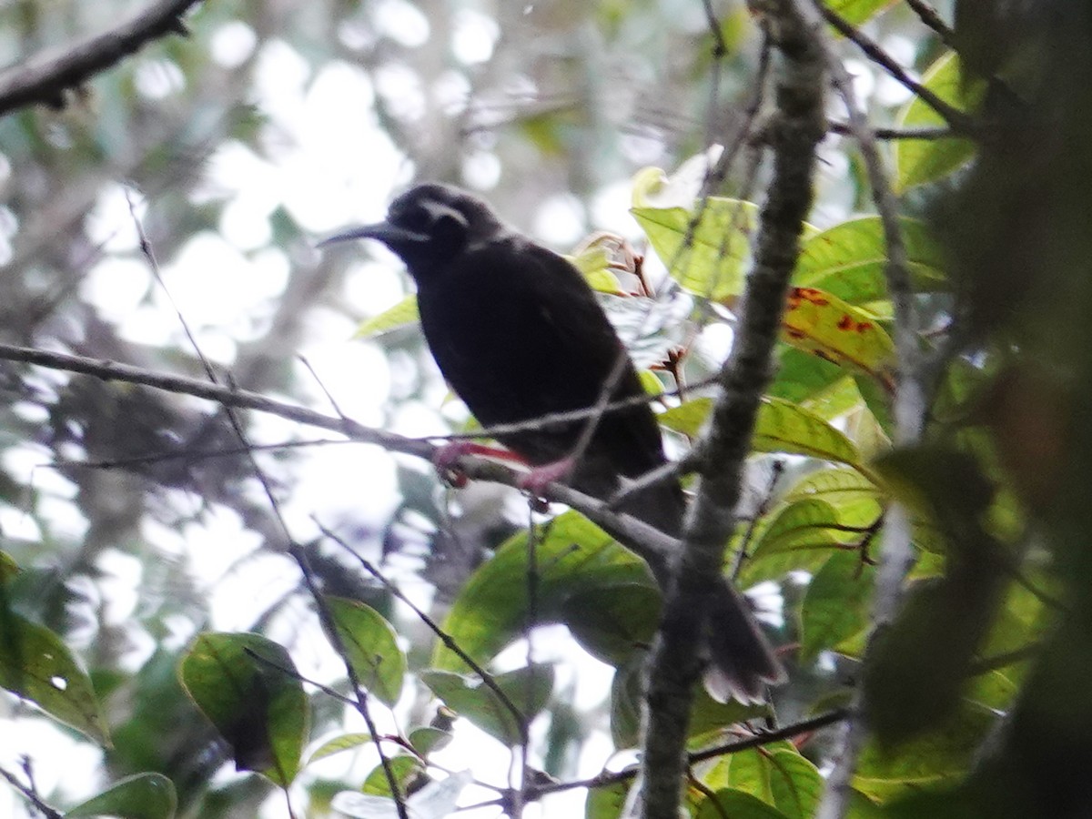 Cinnamon-browed Melidectes - ML623246882