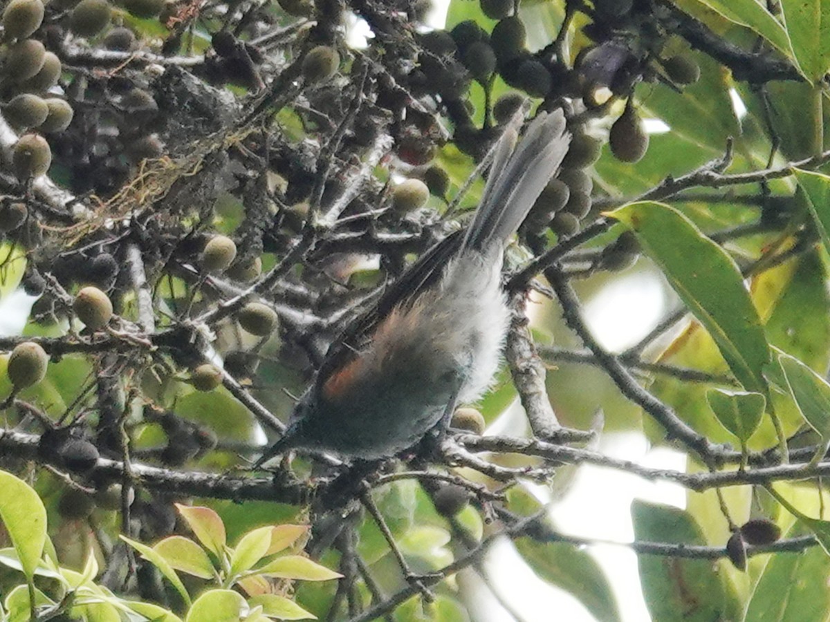 Rufous-sided Honeyeater - ML623246905