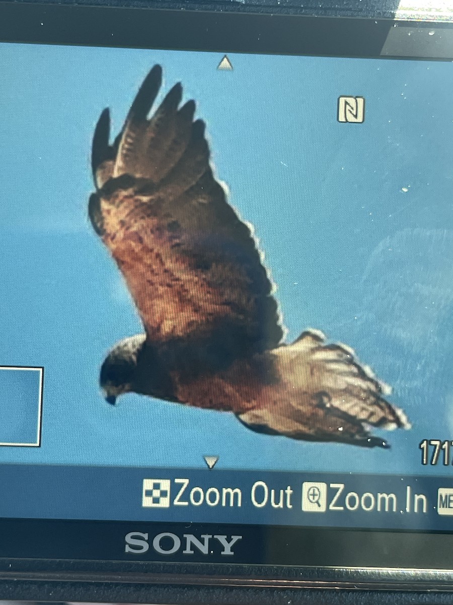 Swainson's Hawk - ML623246911