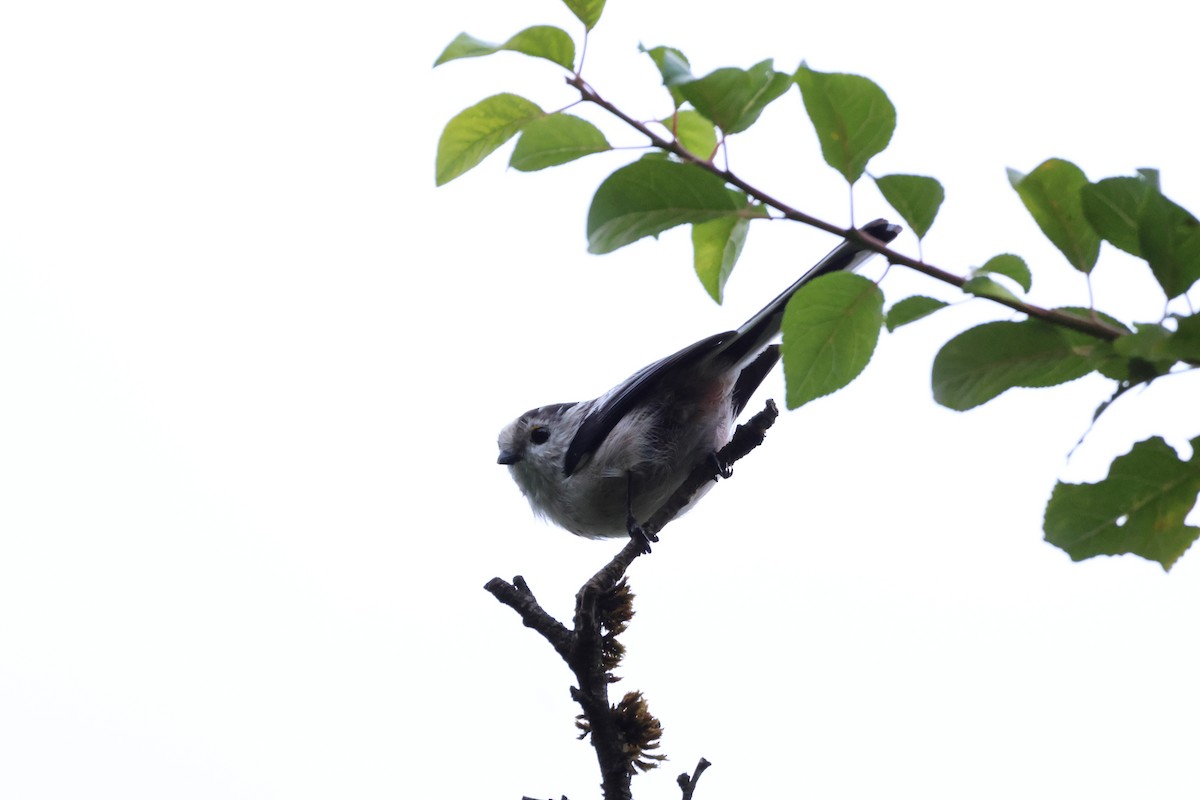 Long-tailed Tit - ML623246943