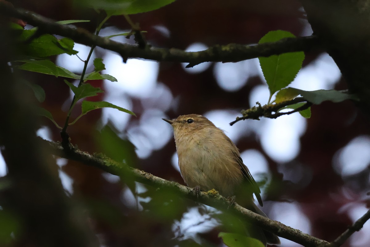 Common Chiffchaff - ML623246946