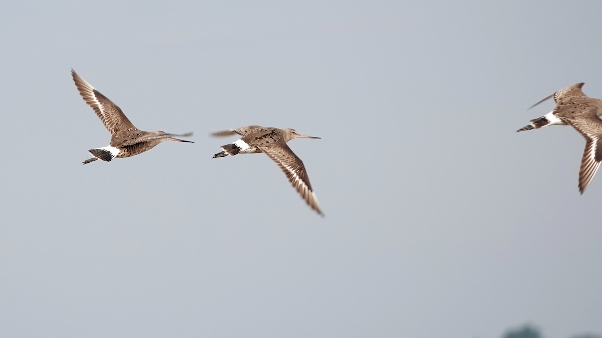 Hudsonian Godwit - ML623246979