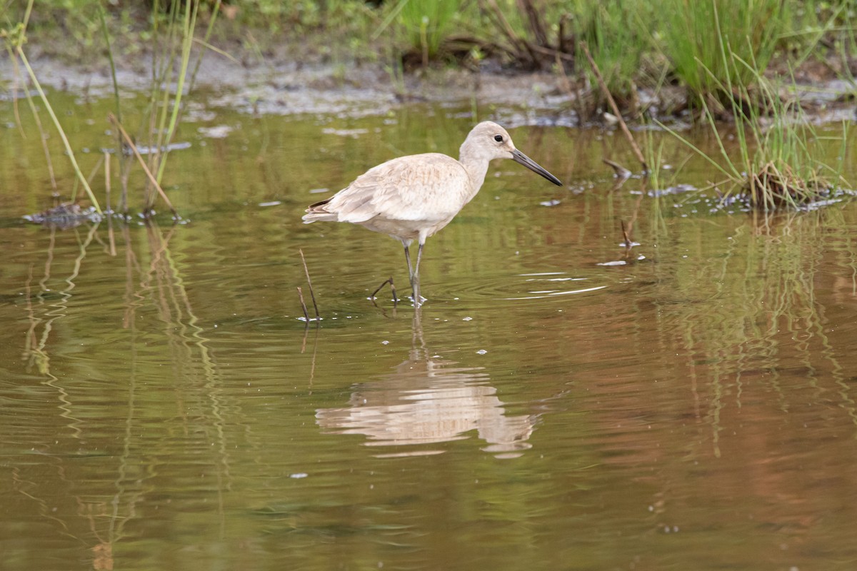 Willet - ML623246994