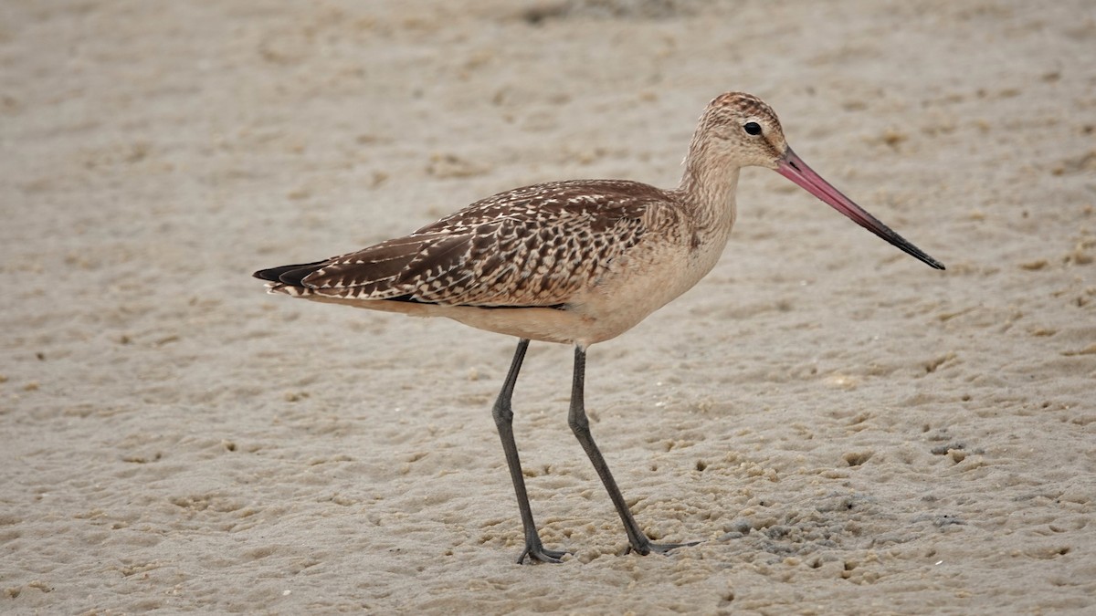 Marbled Godwit - leo wexler-mann