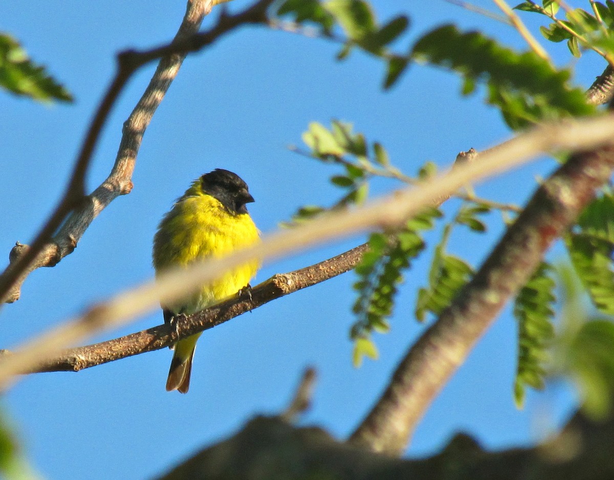 Hooded Siskin - ML623246998