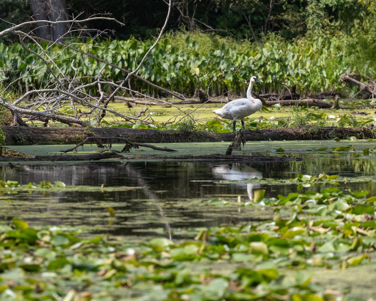 Trumpeter Swan - ML623247012