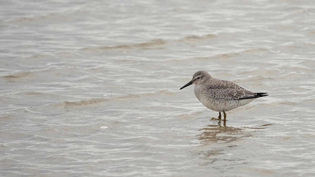 Red Knot - ML623247023