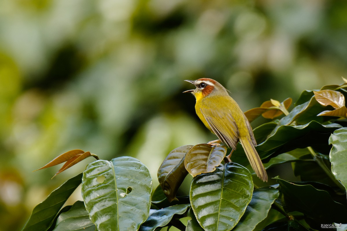 Chestnut-capped Warbler - Juan Carlos Calvo