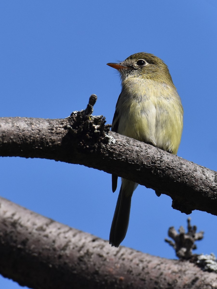 Yellow-bellied Flycatcher - ML623247116