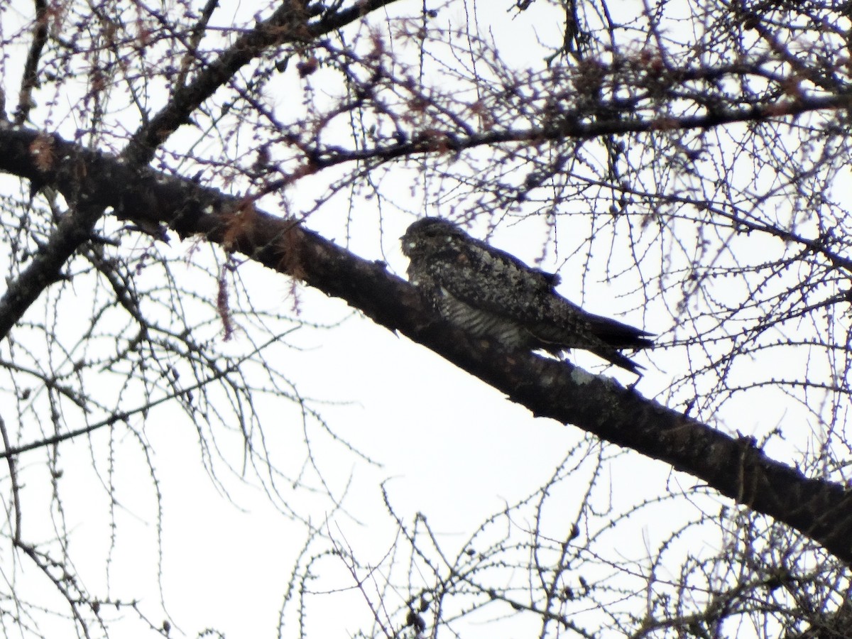 Common Nighthawk - ML623247218