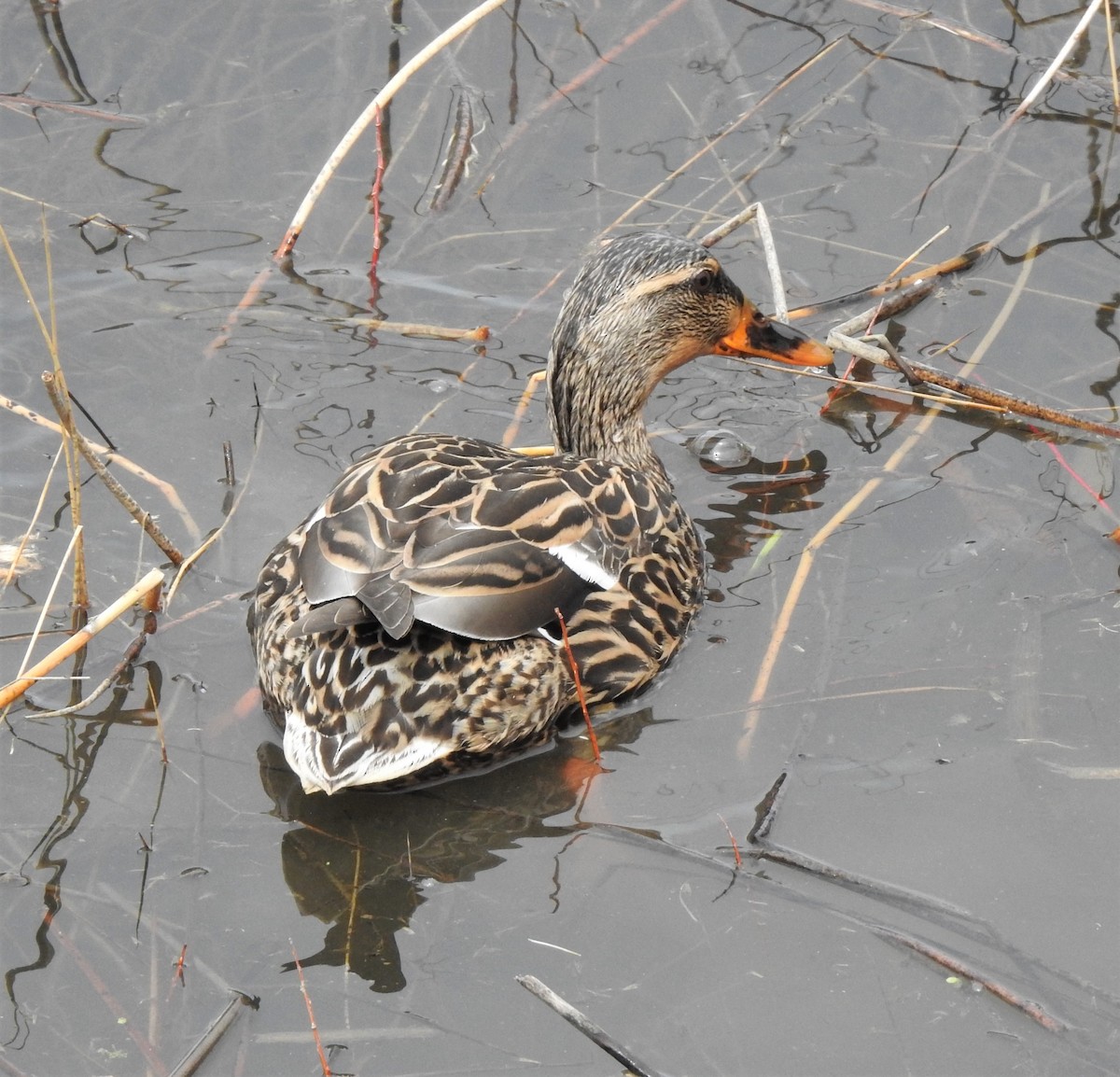 Mallard - ML623247226