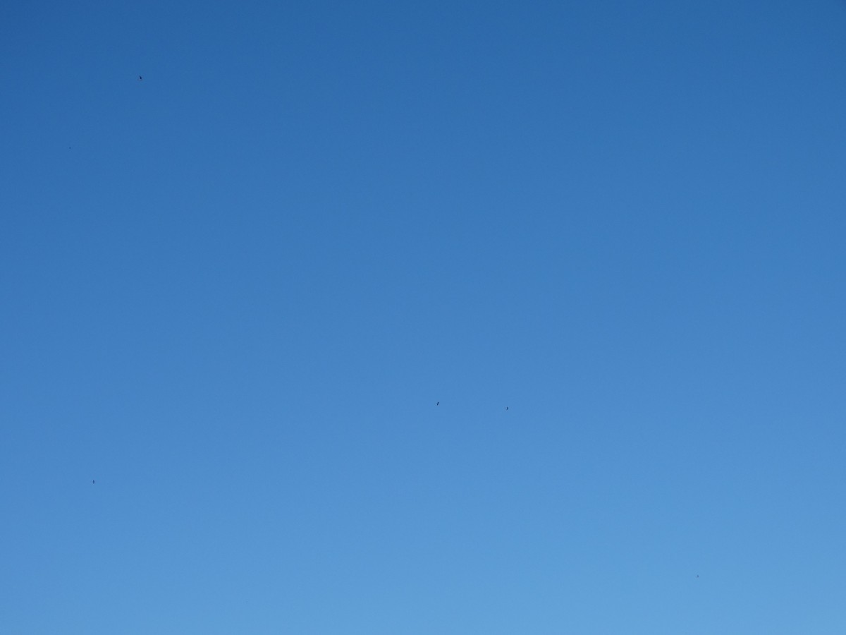 Common Nighthawk - ML623247255