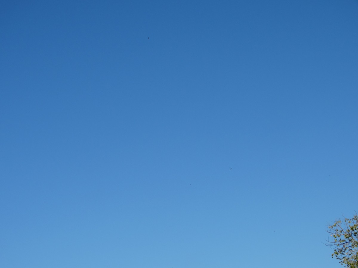 Common Nighthawk - ML623247256