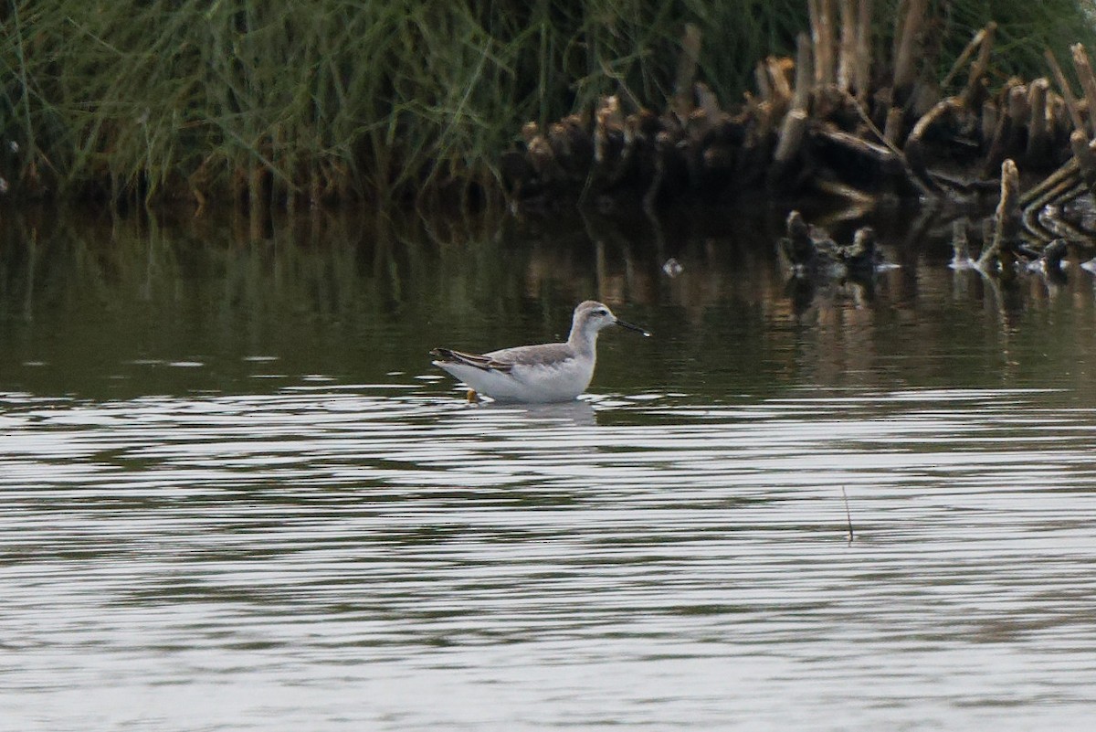 Wilson's Phalarope - Joel Marcinik