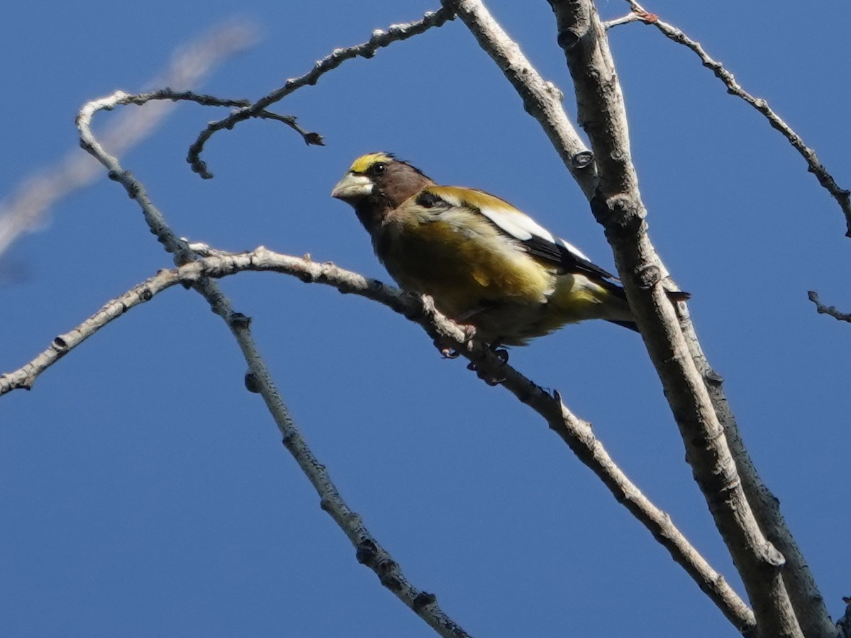 Evening Grosbeak - ML623247306