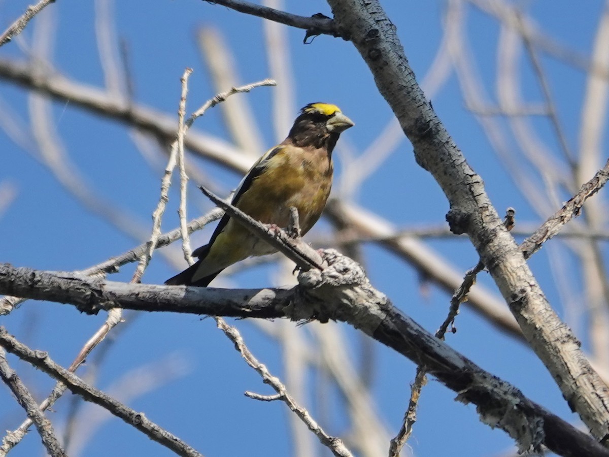 Evening Grosbeak - Liz Soria