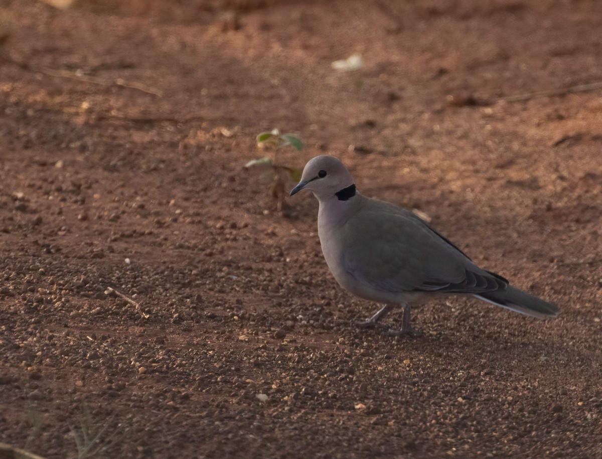 Vinaceous Dove - ML623247325