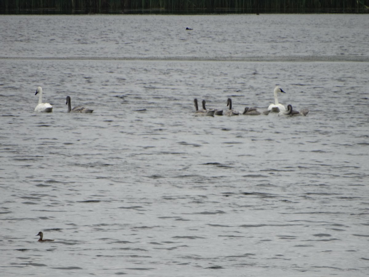 Trumpeter Swan - ML623247375