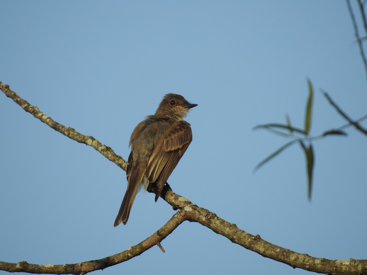 Eastern Wood-Pewee - ML623247394