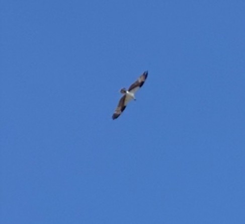 Balbuzard pêcheur - ML623247413