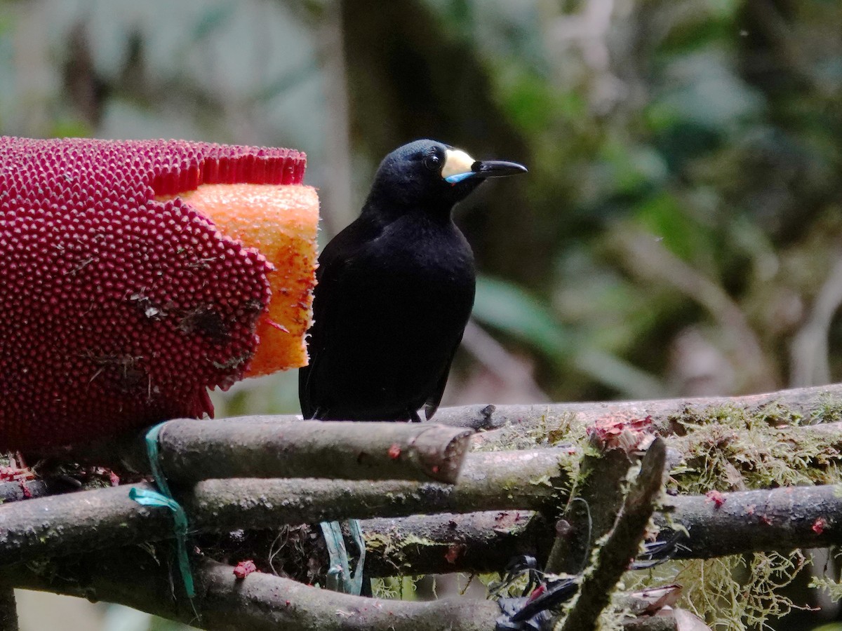 Long-tailed Paradigalla - ML623247419