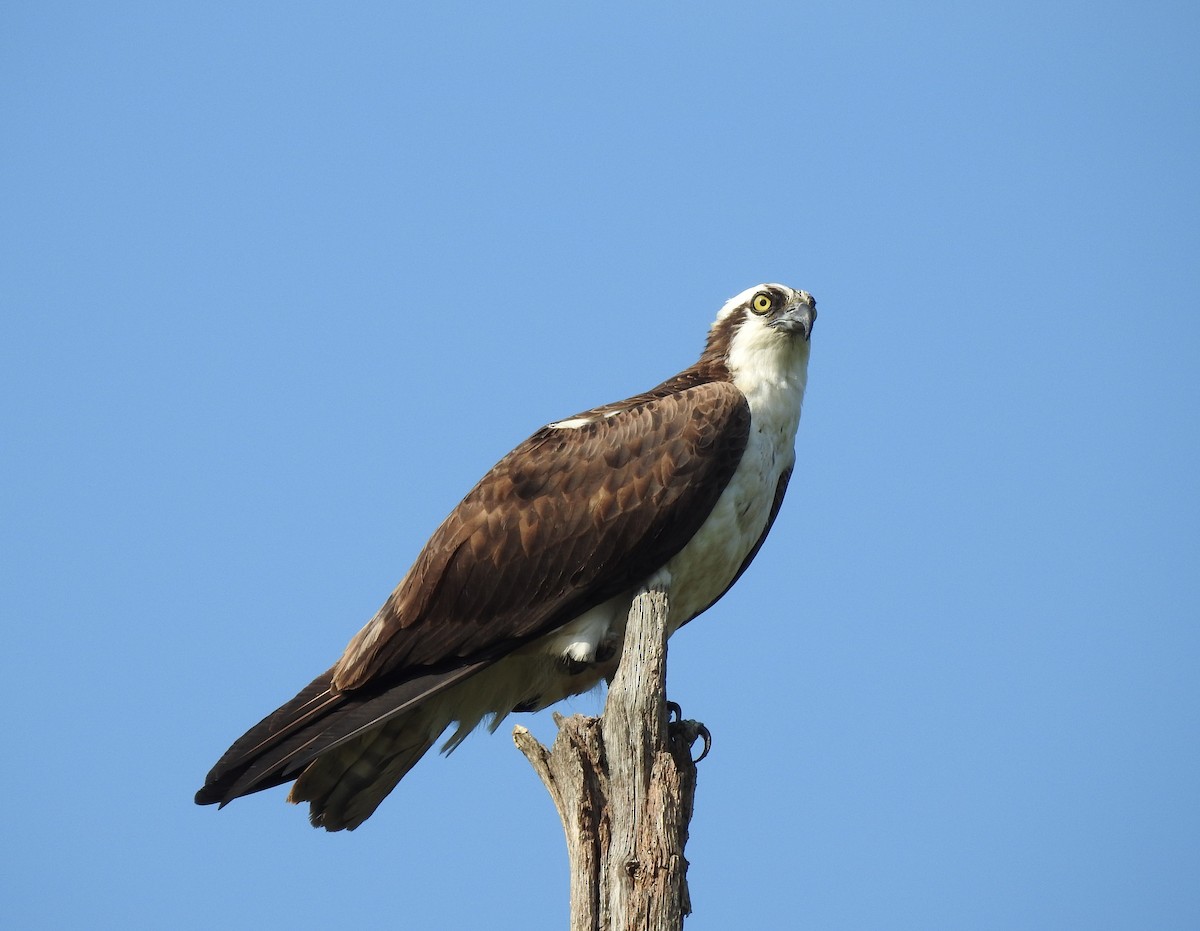 Osprey - ML623247451