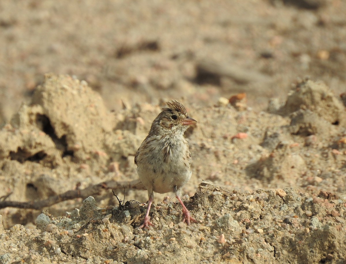 Vesper Sparrow - ML623247468