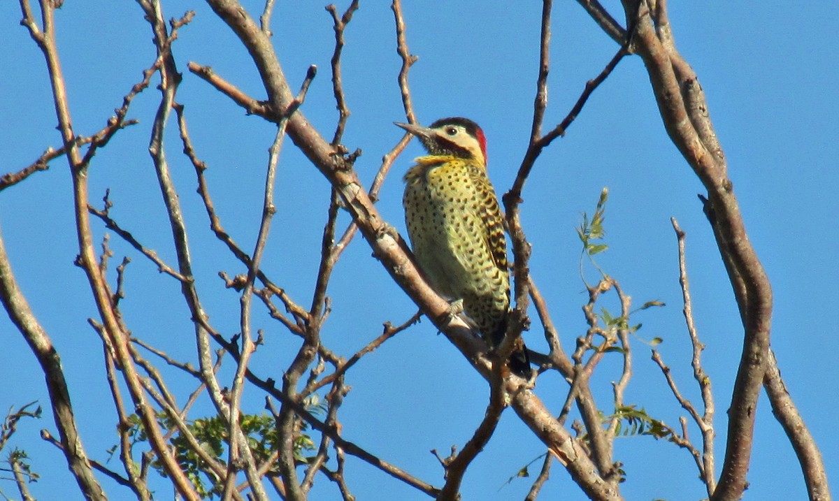 Green-barred Woodpecker - ML623247477