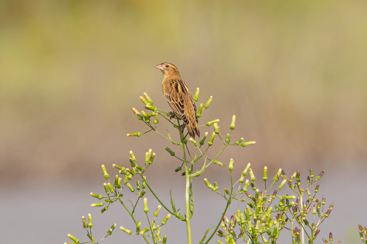 Bobolink - ML623247478