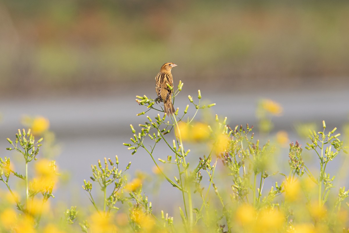 Bobolink - ML623247479