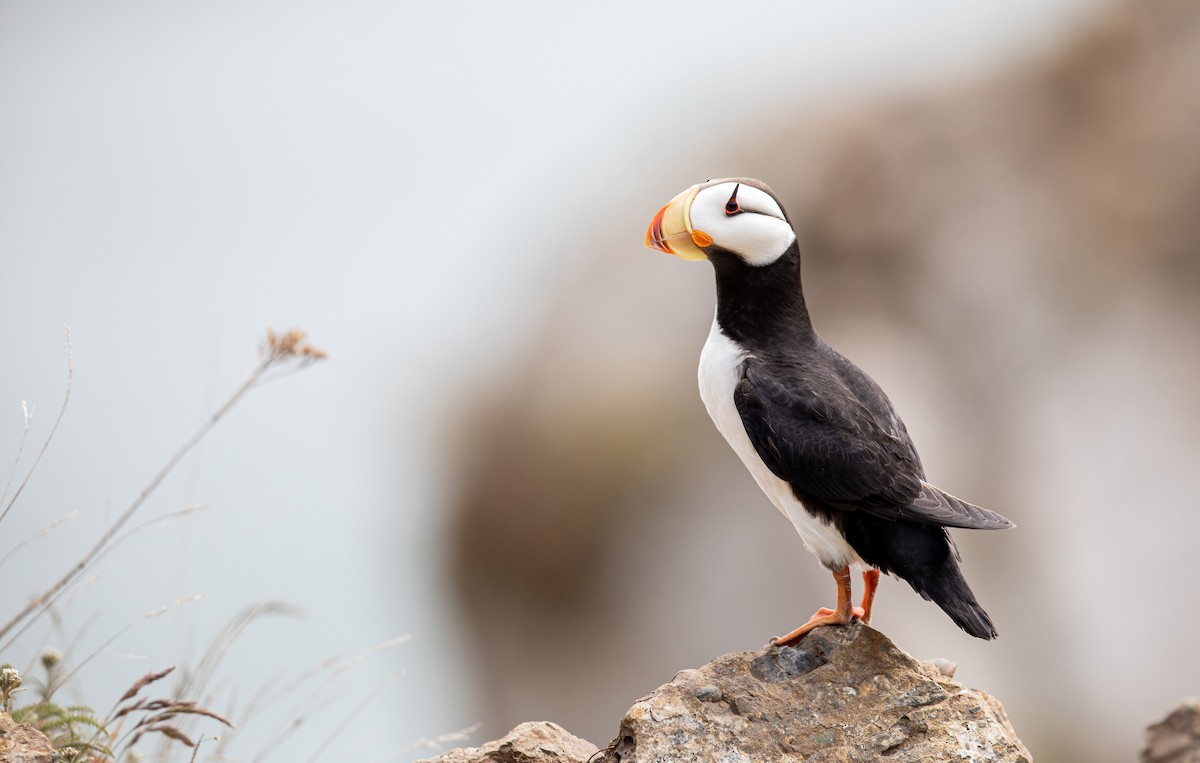 Horned Puffin - ML623247489