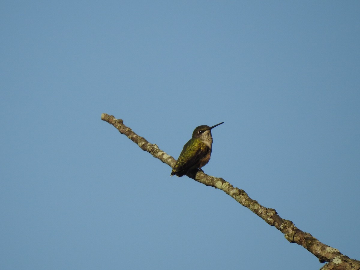 Ruby-throated Hummingbird - ML623247496