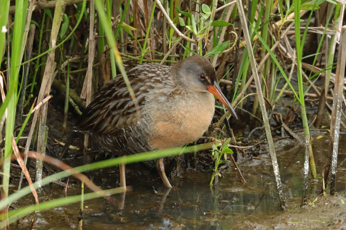 Clapper Rail - ML623247521