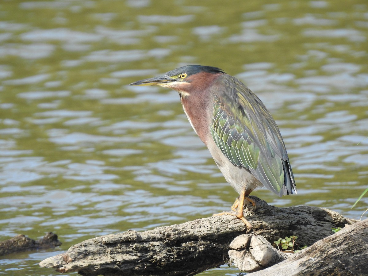 Green Heron - ML623247541