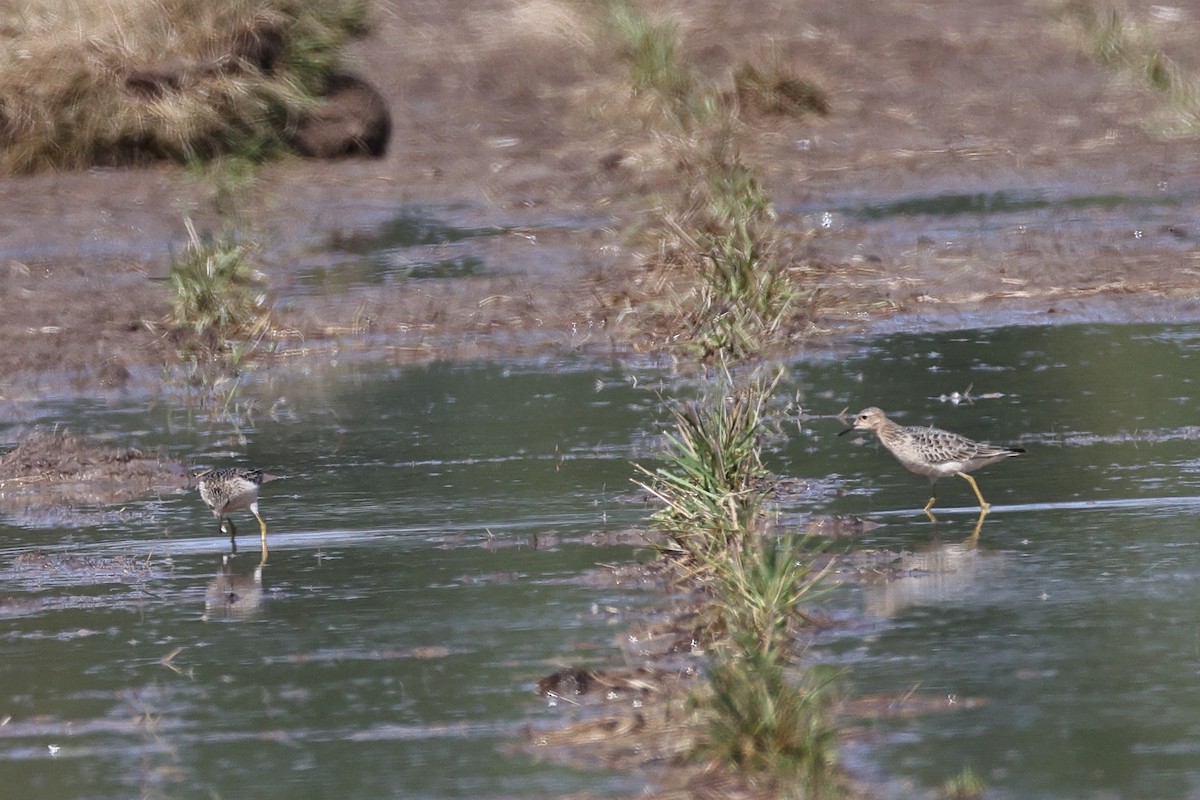 Buff-breasted Sandpiper - ML623247542