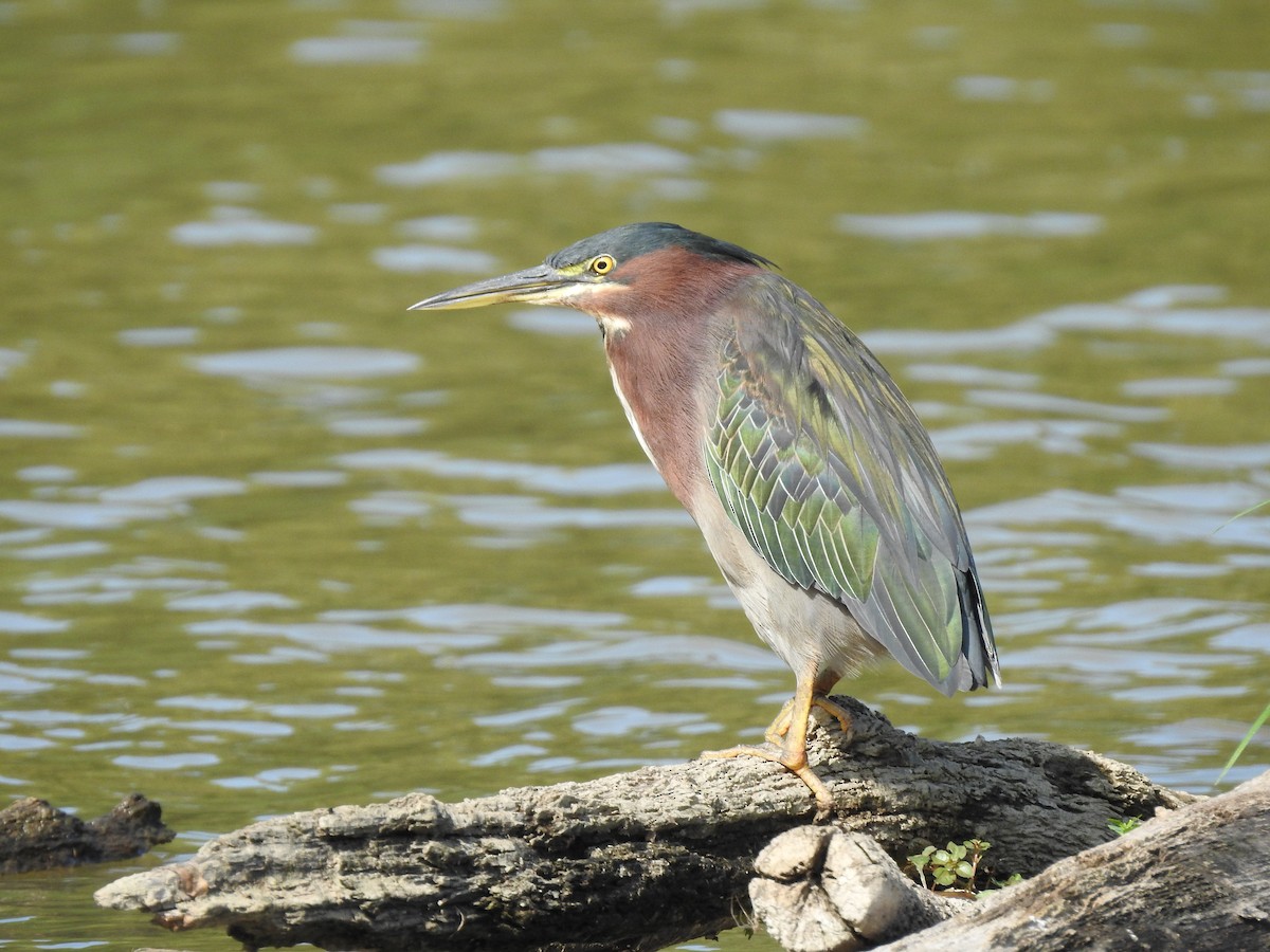 Green Heron - ML623247569