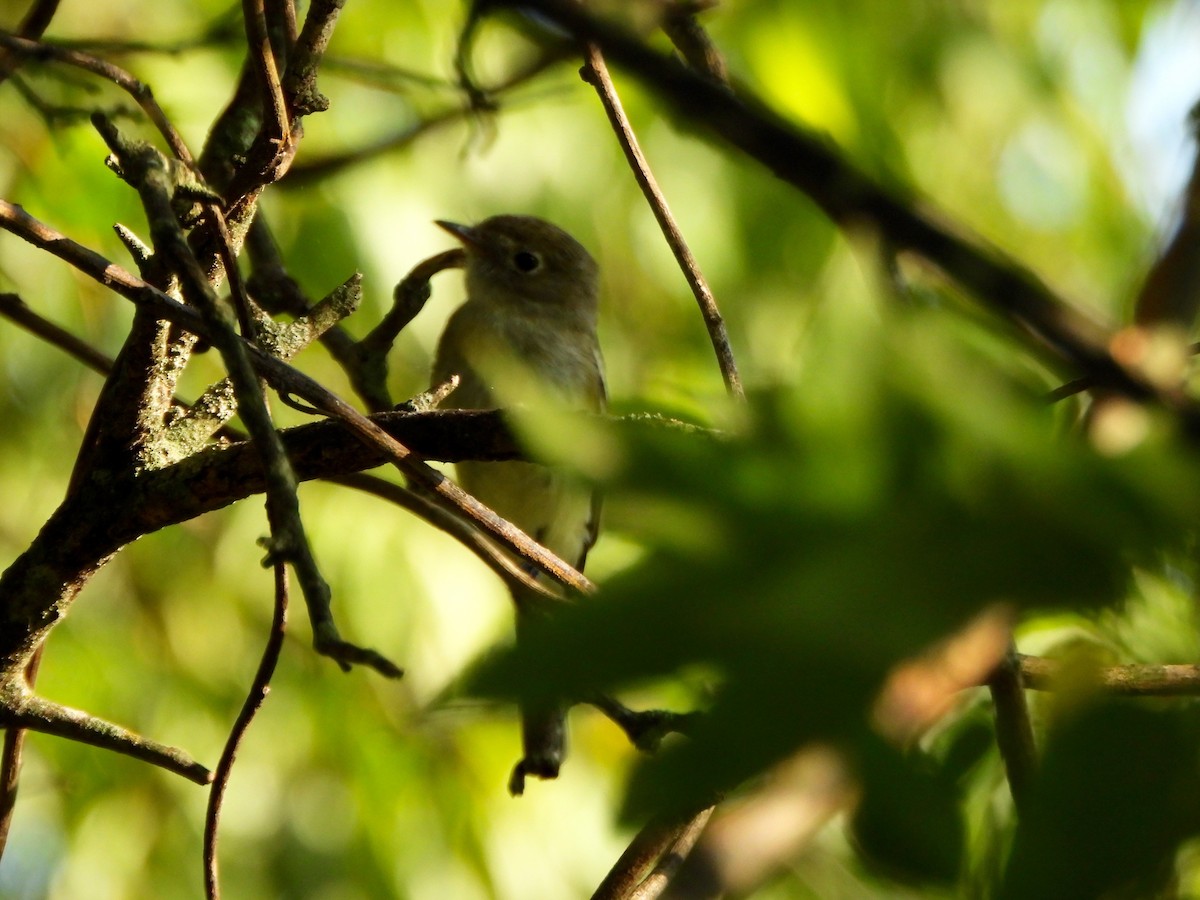 Least Flycatcher - ML623247584