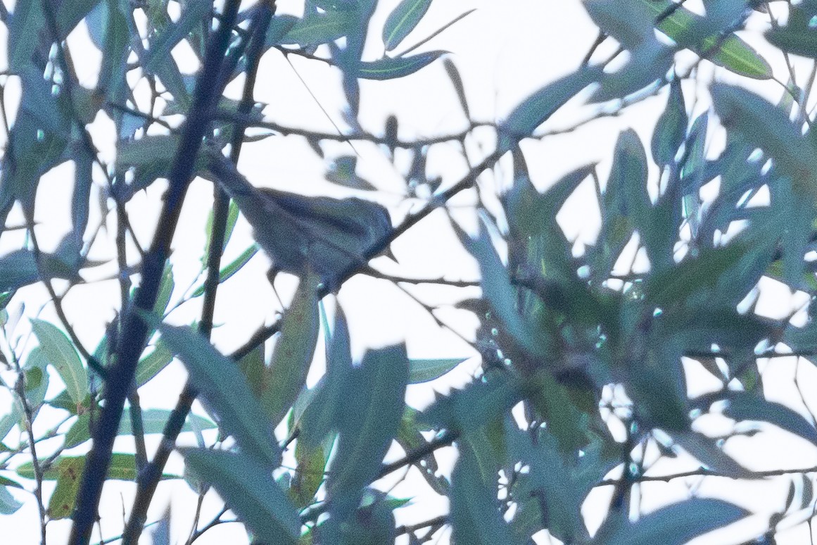 eBird Checklist - 2 Sep 2024 - Matilija Riparian and Lake - 49 species ...