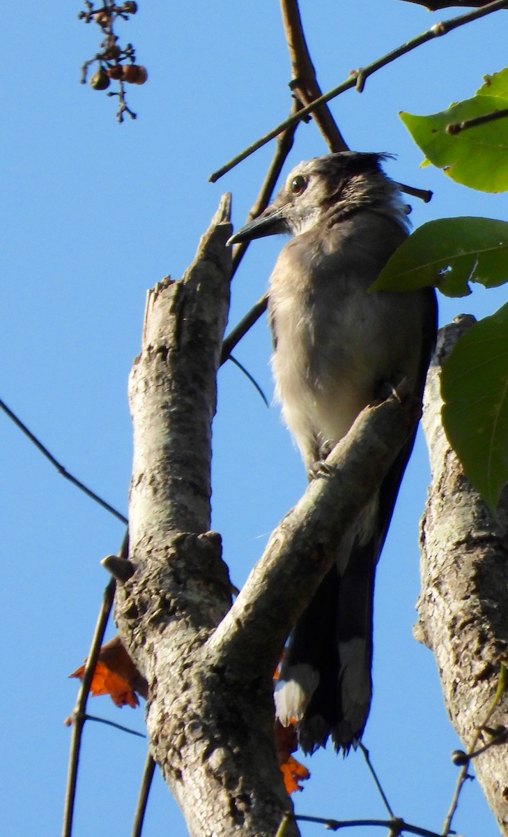 Blue Jay - ML623247603