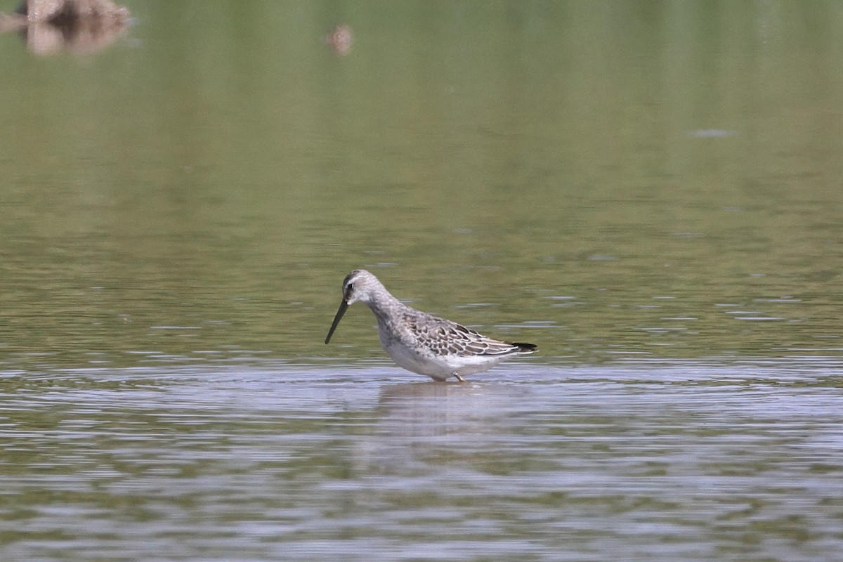 Stilt Sandpiper - ML623247652