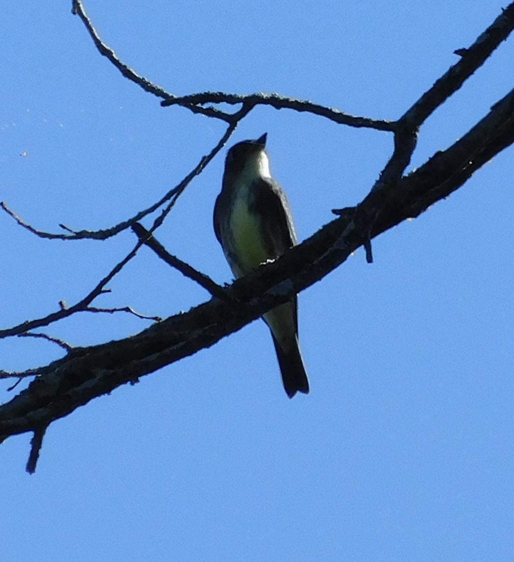 Olive-sided Flycatcher - ML623247653