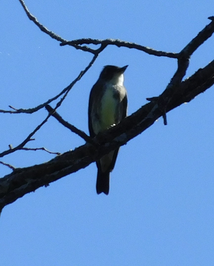 Olive-sided Flycatcher - ML623247654